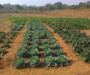 FADP_Cabbage_Cultivation
